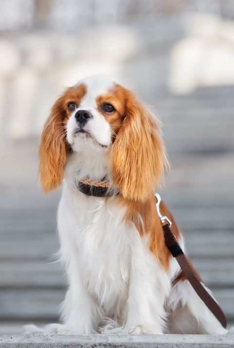 https://static.toiimg.com/imagenext/toiblogs/photo/readersblog/wp-content/uploads/2021/12/adorable-cavalier-king-charles-spaniel-puppy-royalty-dog.jpg