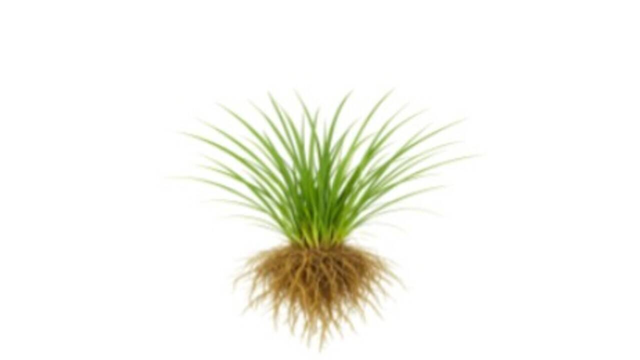air plant pot Blue Bunny Pot Air Plant Bouquet
