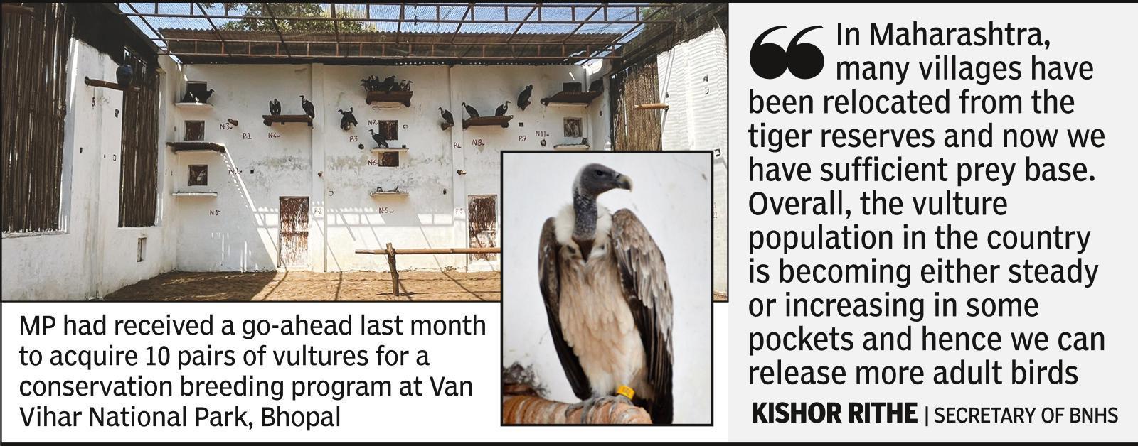 Tadoba, Pench, Melghat prepare for new guests as Maha set to get 20 pairs of vultures from Haryana