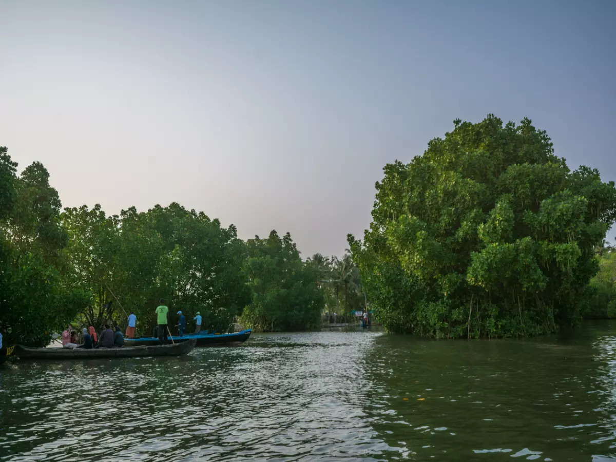 Canoeing On Backwaters Of Munroe Islands Kerala India Stock Photo -  Download Image Now - iStock