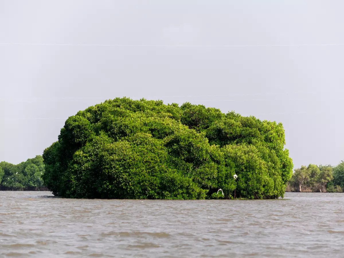 Pichavaram Mangrove Forest in Tamil Nadu: How to Visit It