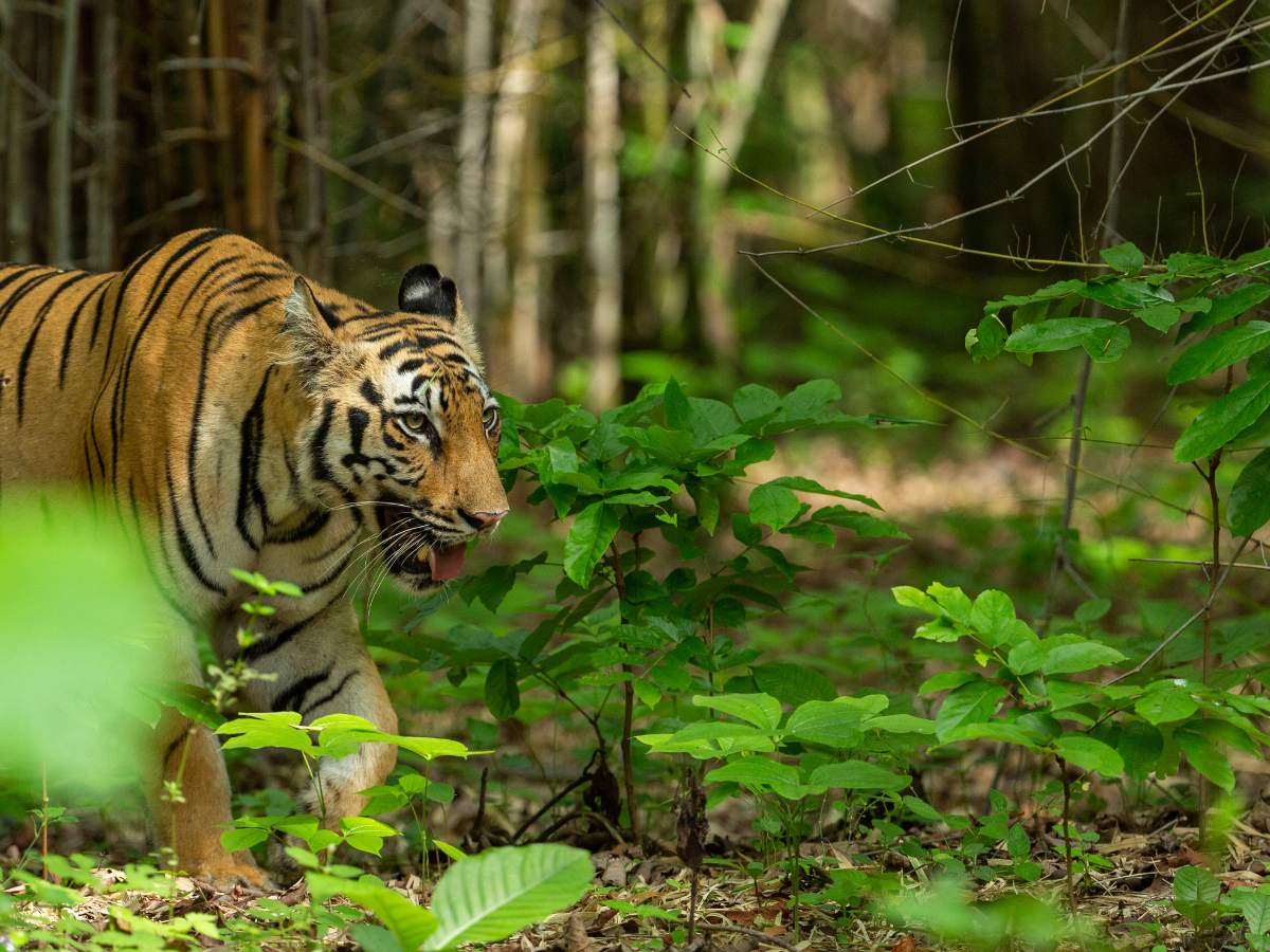 World's first white tiger sanctuary opens in India in bid to