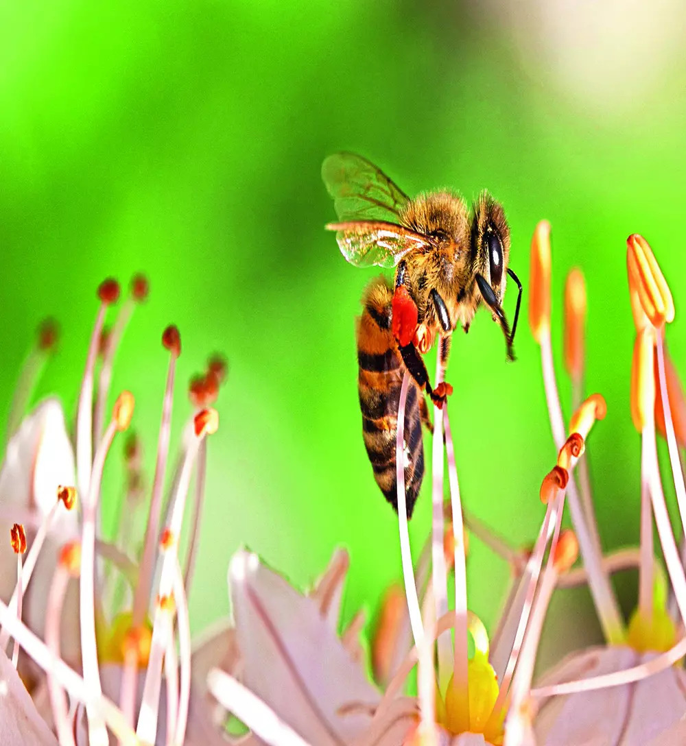 A buzzing concern