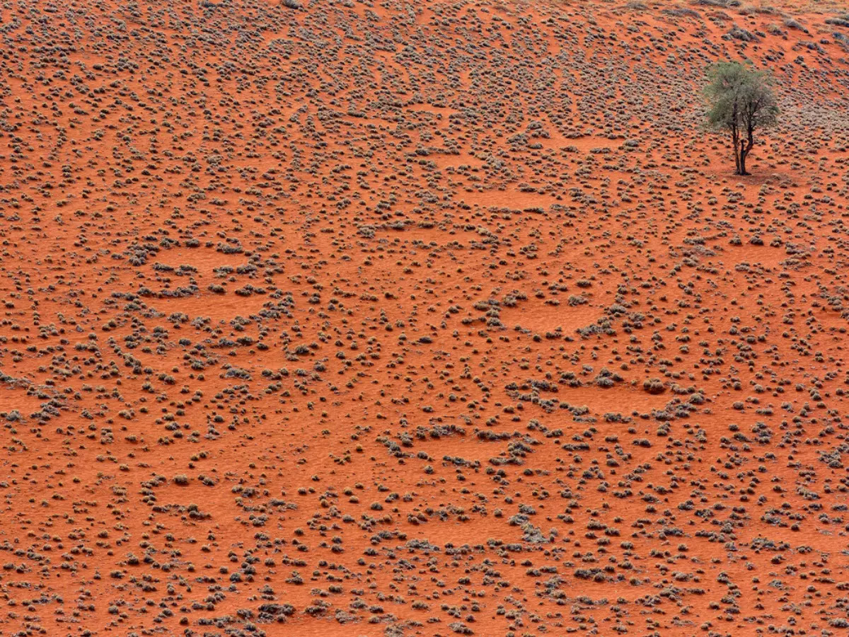 Mysterious fairy circles now discovered in Australia's desert