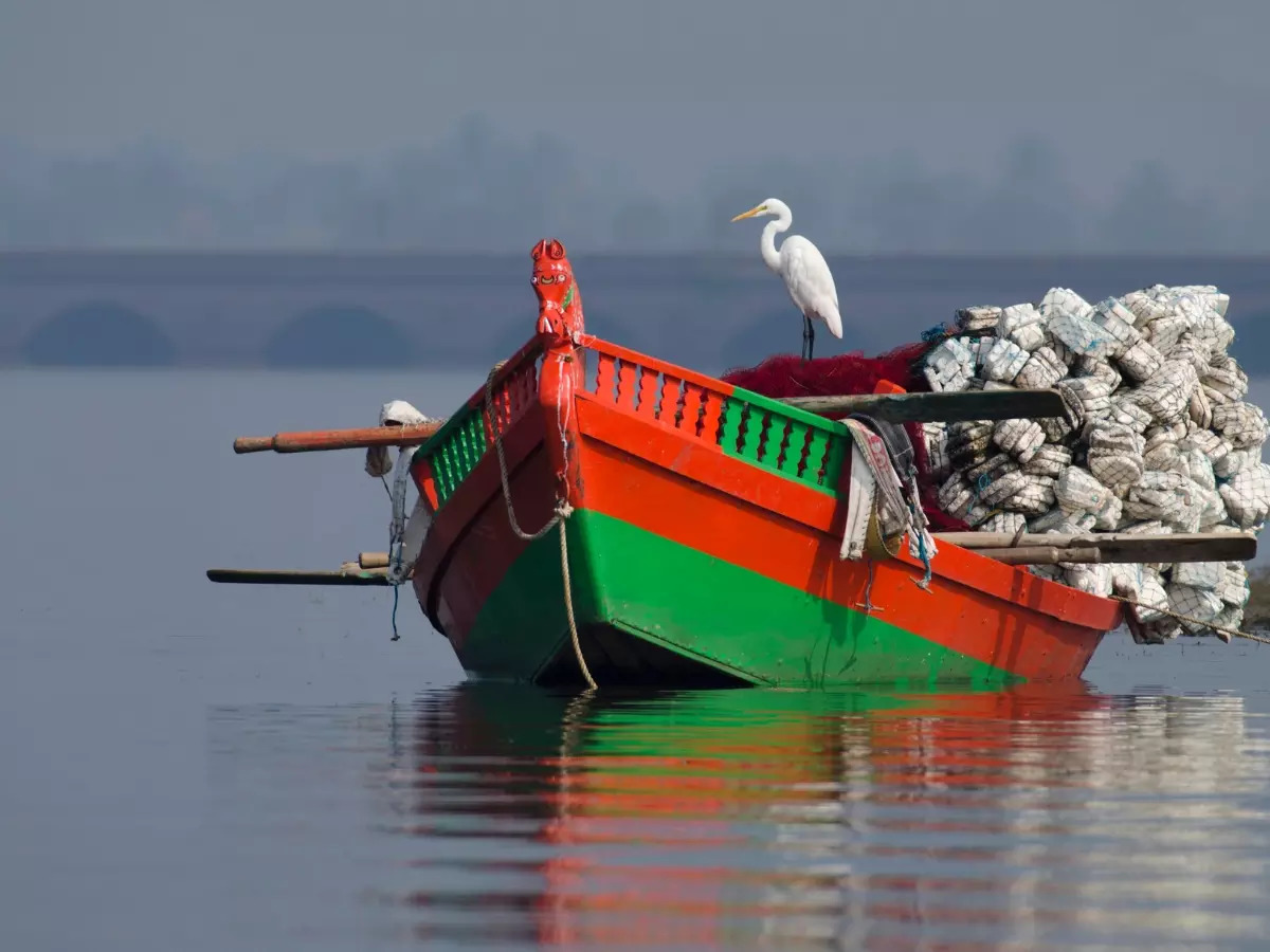 Bhigwan Bird Sanctuary, Birding in Bhigwan - India Bird Watching