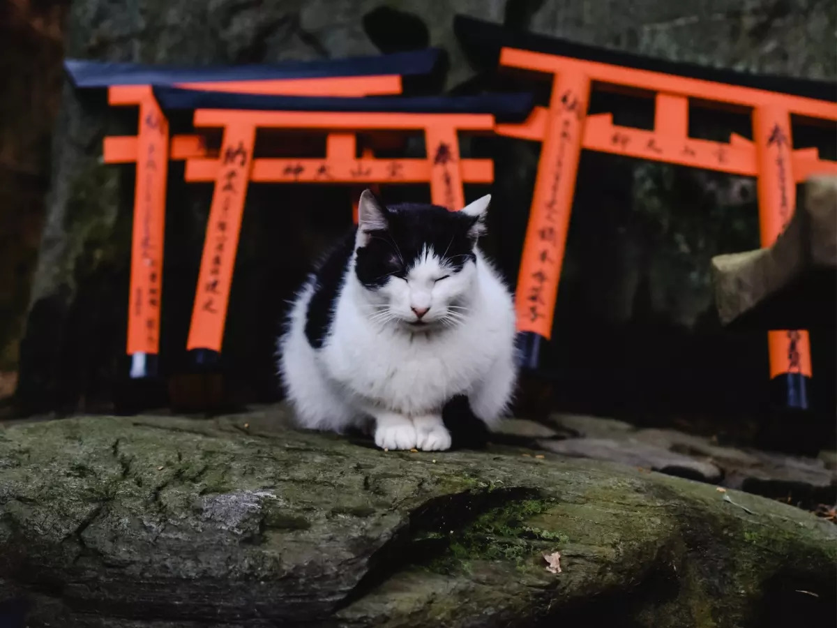 Cats have taken over this island in Japan