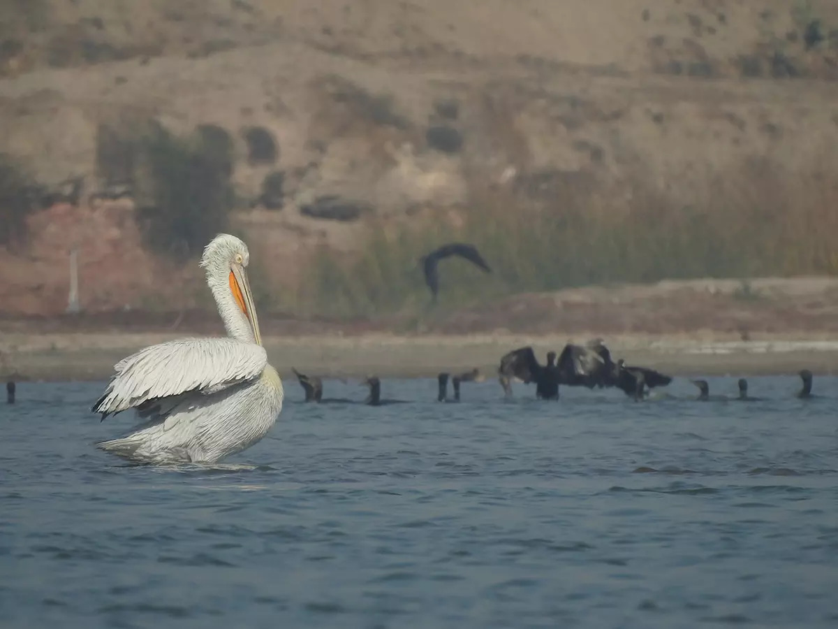 KS Gopi Sundar 1-Dalmatian Pelican