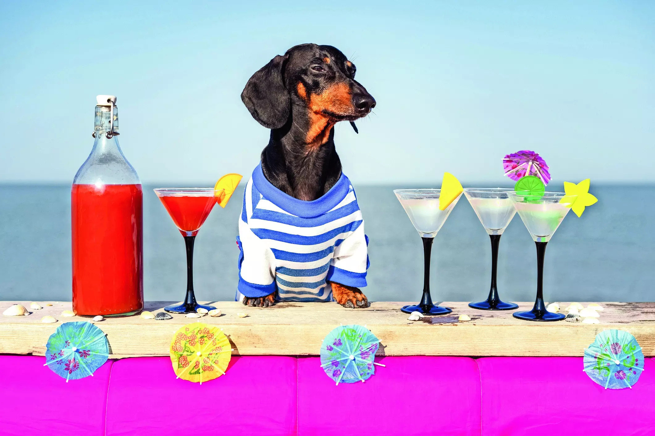 Diwali: Try These Diwali Mocktails For Your Pets - Times of India