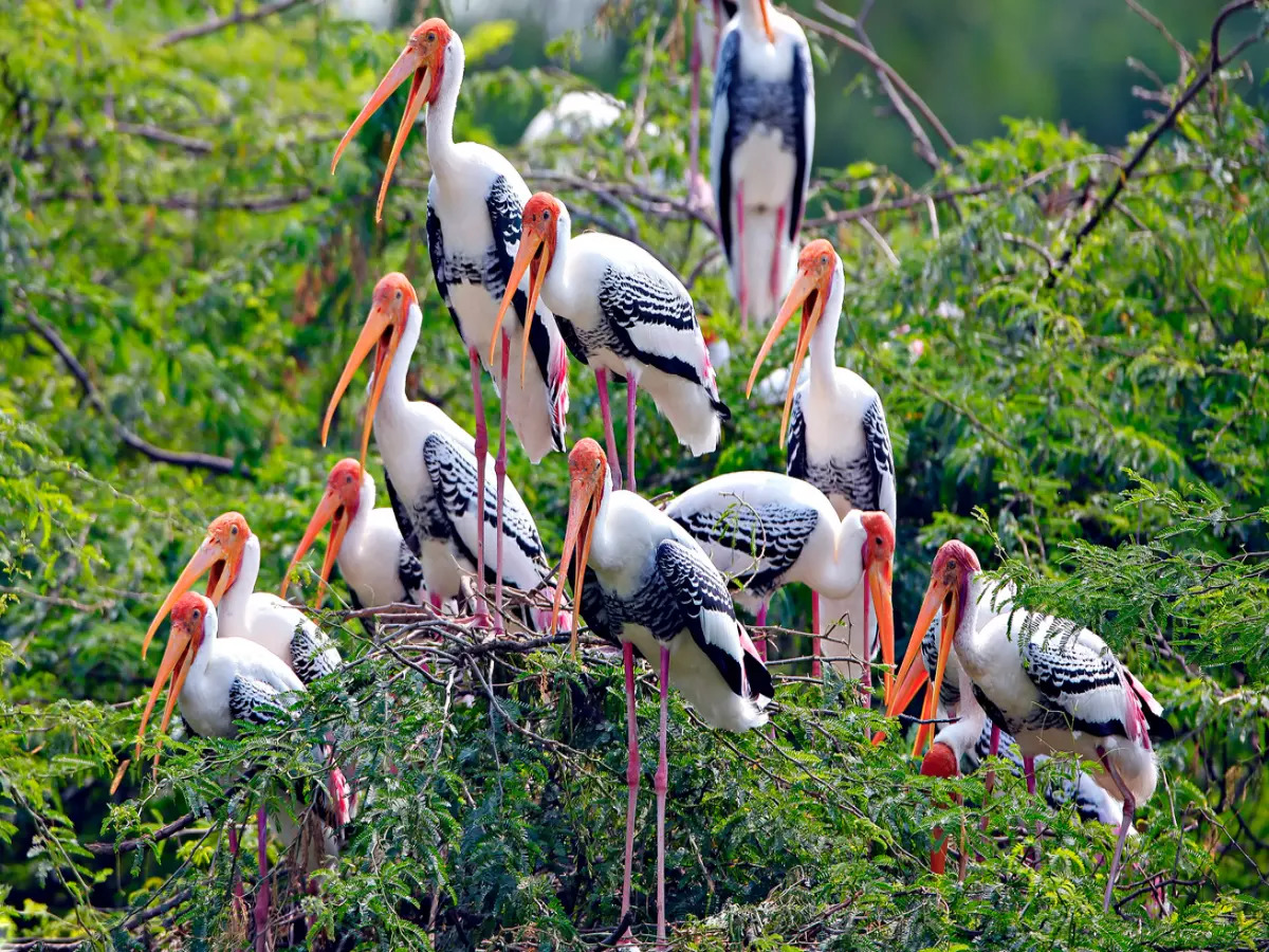 Breathtaking biodiversity of Rajasthan's Keoladeo Ghana National Park, Rajasthan - TimesTravel