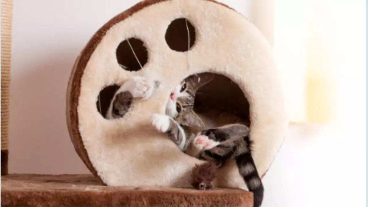 Involve your cats in exercise and play time