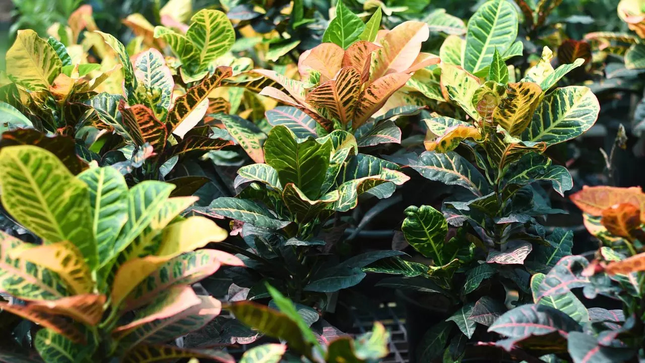 Croton can be an easy-to-care indoor plant