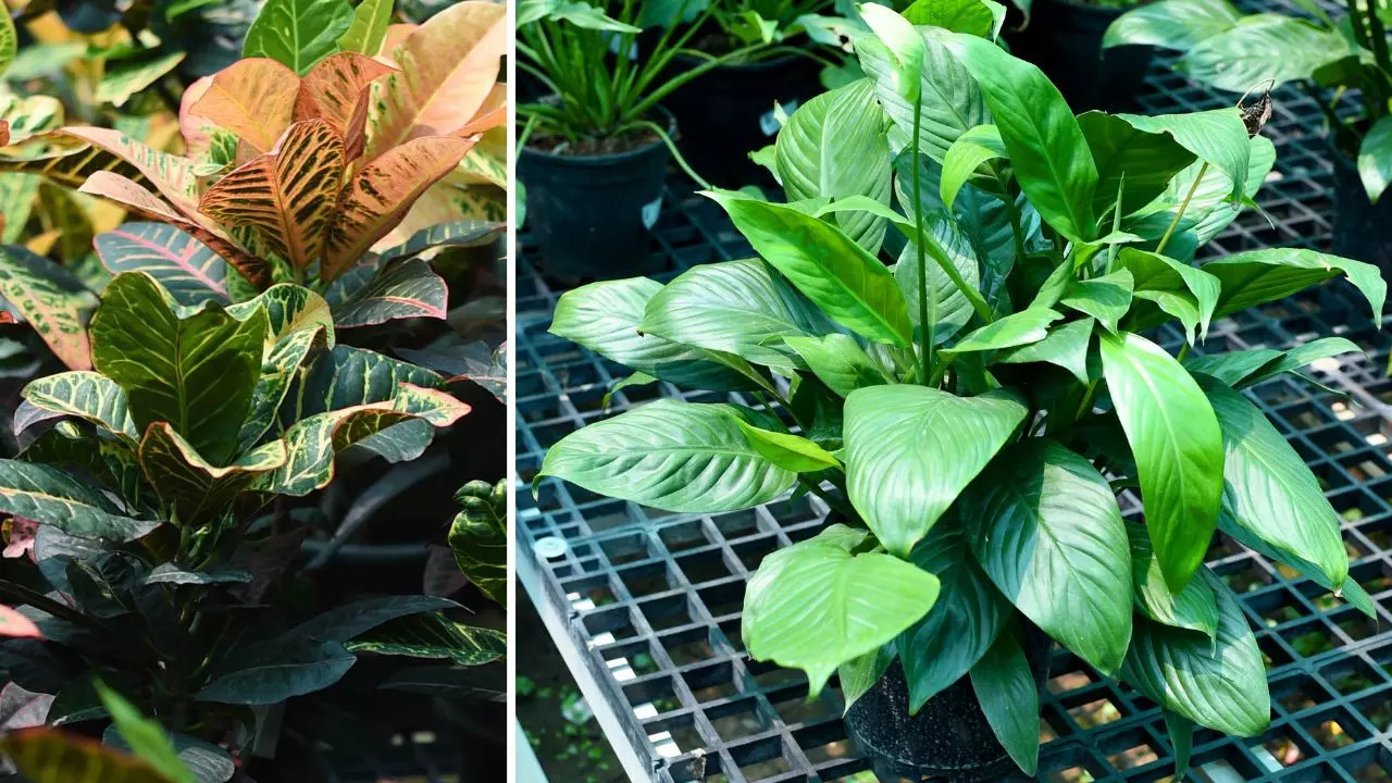 Place your potted plants near an artificial light source