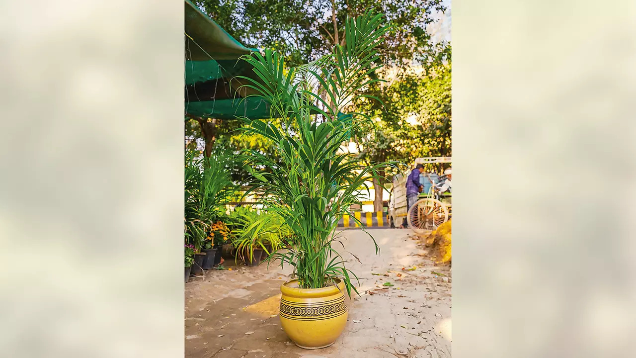 Areca palm grows well in bright, filtered sunlight