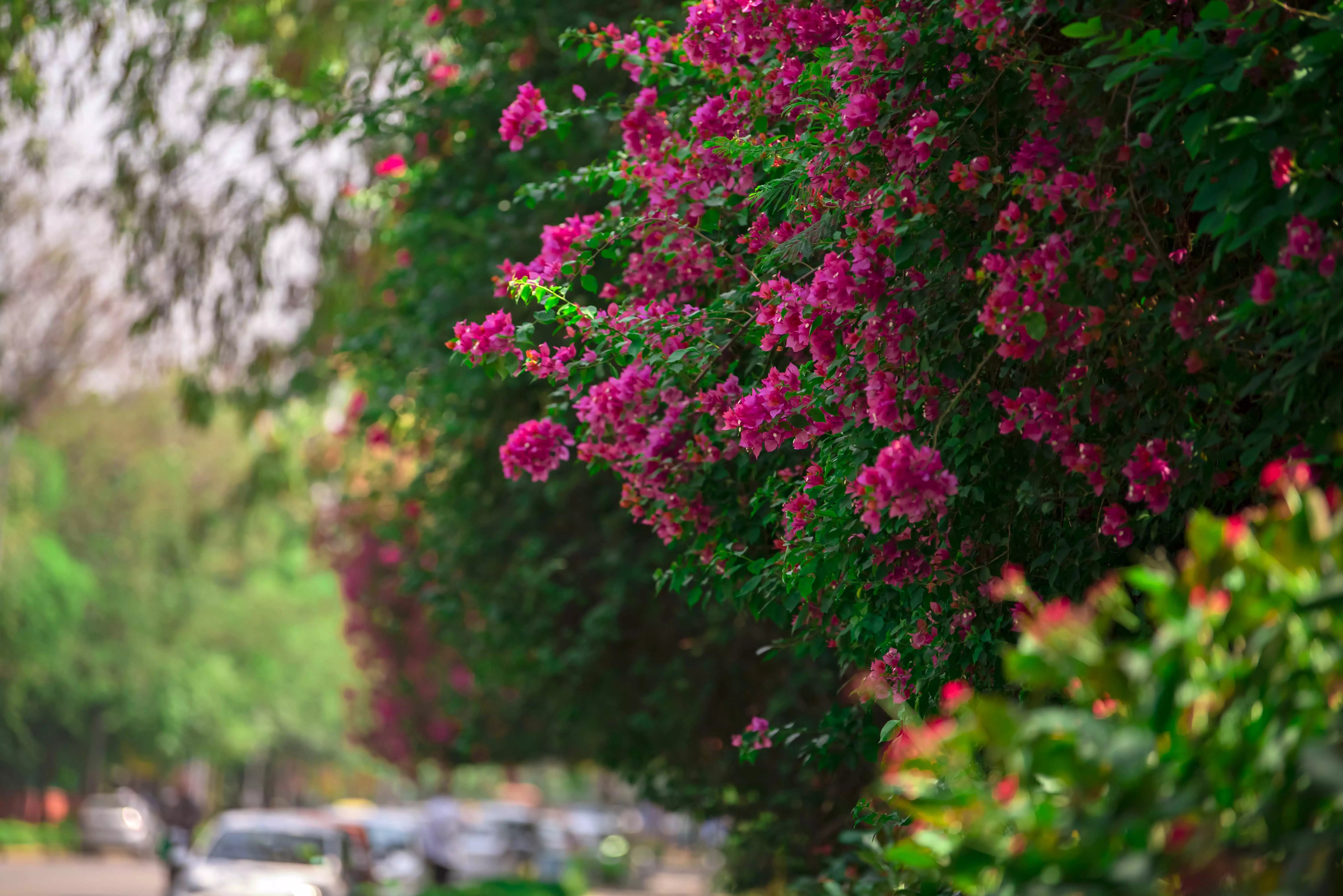 Delhi&#39;s walkways look bright with bougainvilleas in full bloom