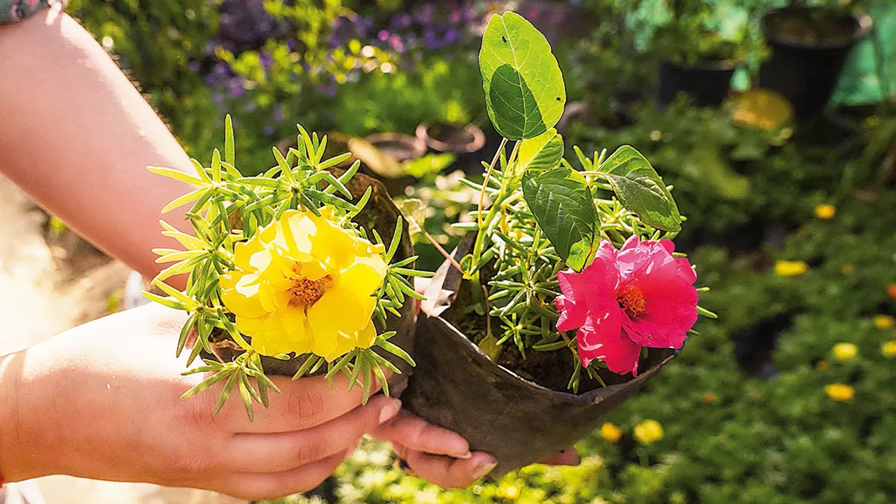 Portulaca is a sun-loving plant and can tolerate heat