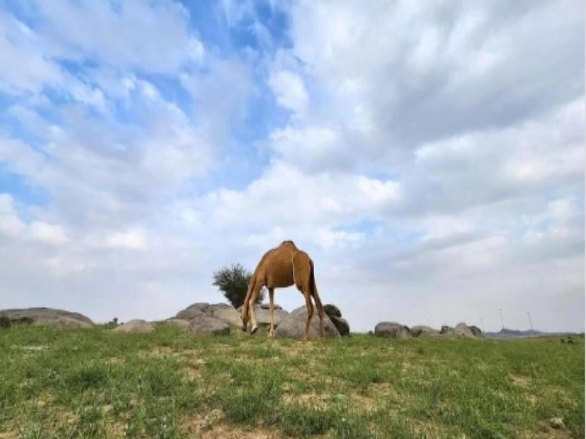 Saudi Arabia: Deserts around Mecca and Medina are turning green due to  heavy rainfall | Times of India Travel