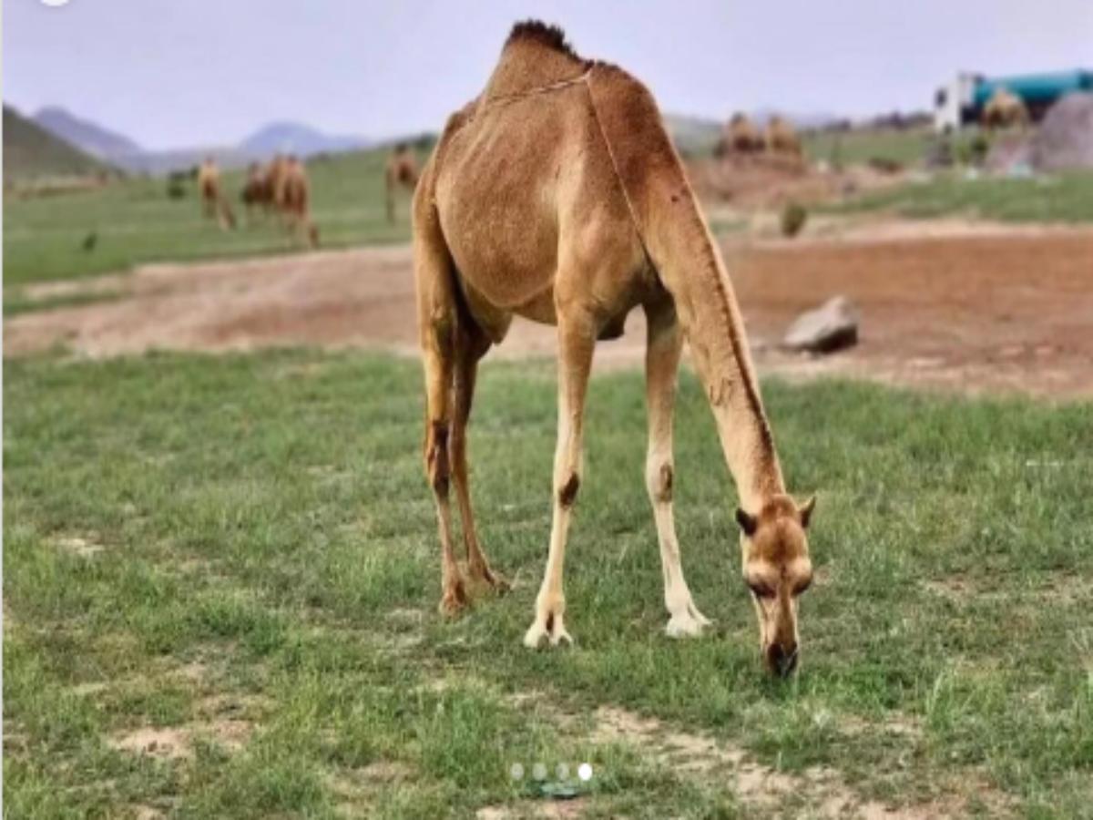 Saudi Arabia: Deserts around Mecca and Medina are turning green due to  heavy rainfall | Times of India Travel