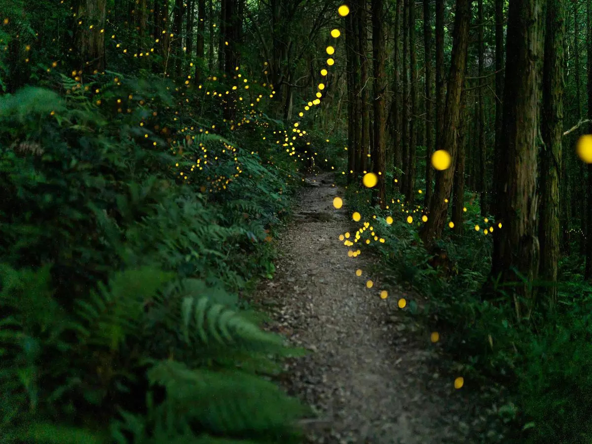 This glowing forest in Indian