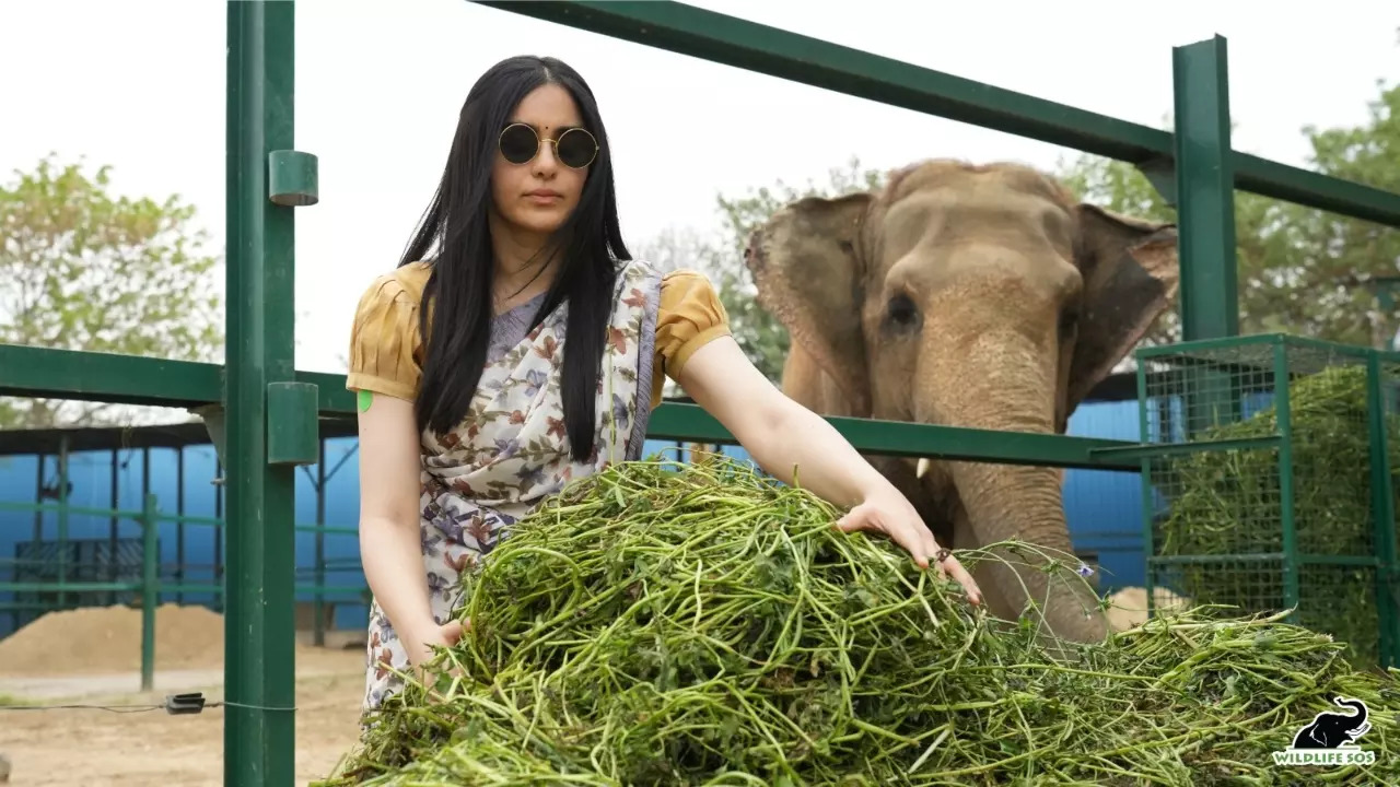 Adah Sharma witnessed firsthand how Wildlife SOS has resolved this barbaric practice, she observed the new life given to nearly 100 rescued sloth bears at the rehabilitation centre.