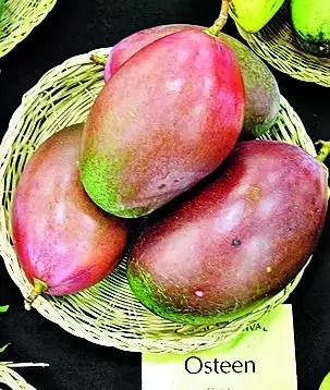 Mangoes grown in S Guj hit sweet spot for US palates (1).