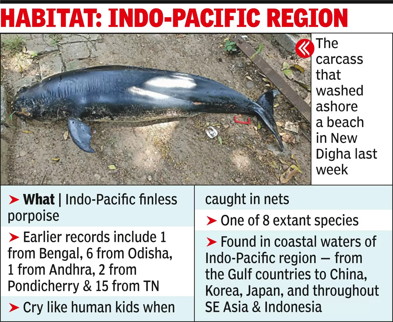 Digha’s dolphin-like animal was finless porpoise, one of the smallest whales