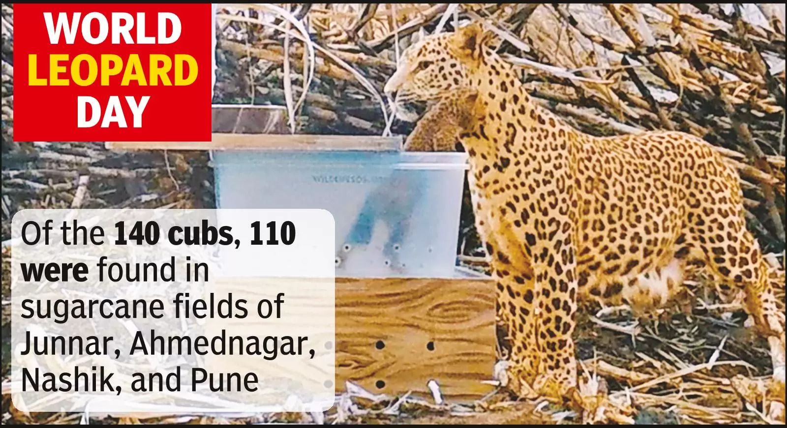 140 leopard cubs reunited with moms in 7 years by state forest dept, NGOs