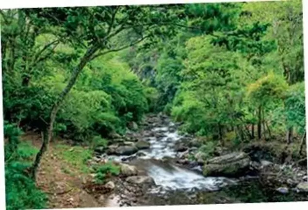 ‘Cloud forests move water between trees, mountains and sky — they become a Goldilocks zone for life’ (3).