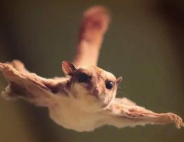 I CAN DO IT TOO! Squirrels can achieve some flight with their arms and bushy tail (Photo: Getty images &amp; iStock)