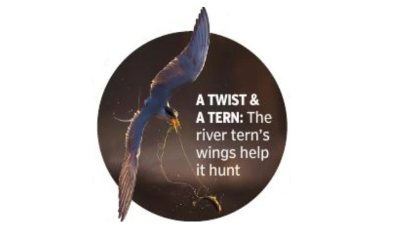 A TWIST &amp; A TERN