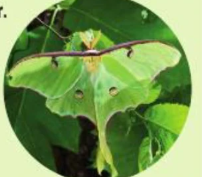 Luna moth