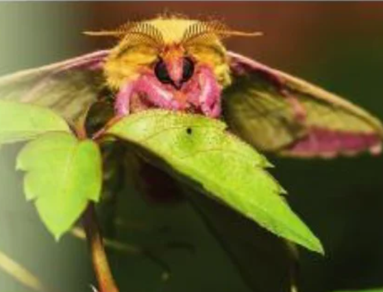 Rosy maple moth