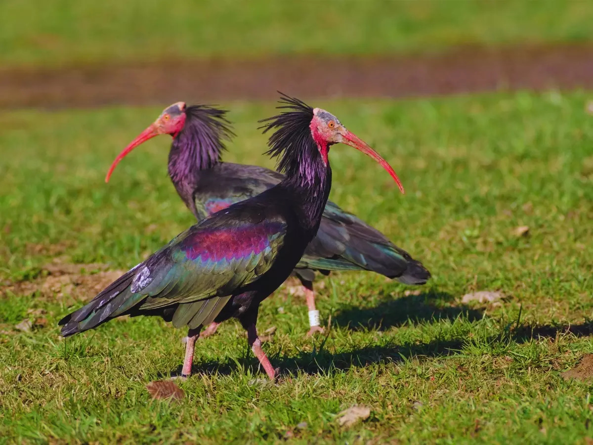 Northern Bald Ibis: Bird species make remarkable return to European skies  after 300 years | TimesTravel