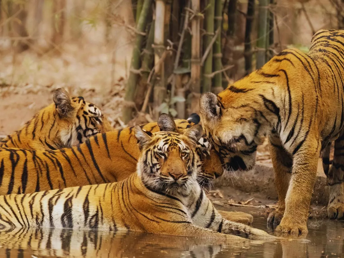 Tiger Capital of India: Why this city in Maharashtra is called the 'Tiger  Capital of India' | TimesTravel