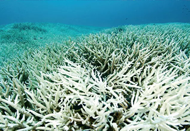 AFTER: 77% of coral reefs are now bleached