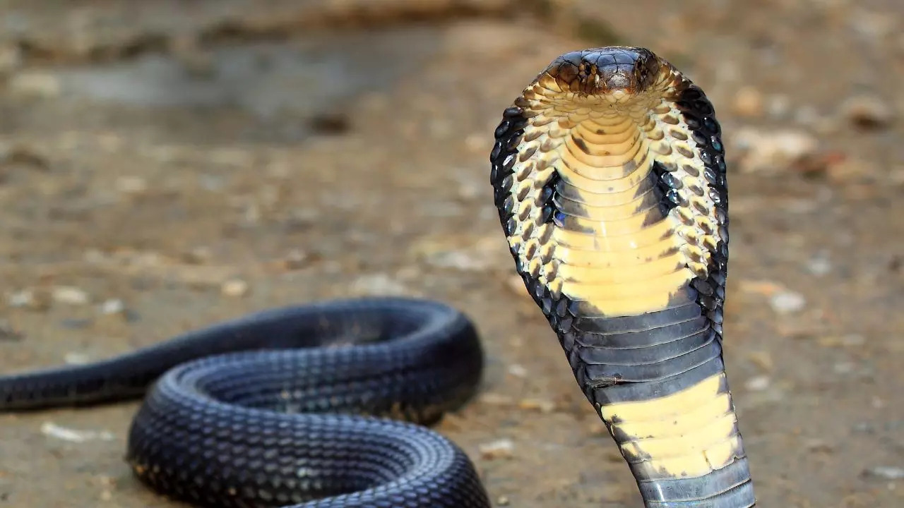 King cobra