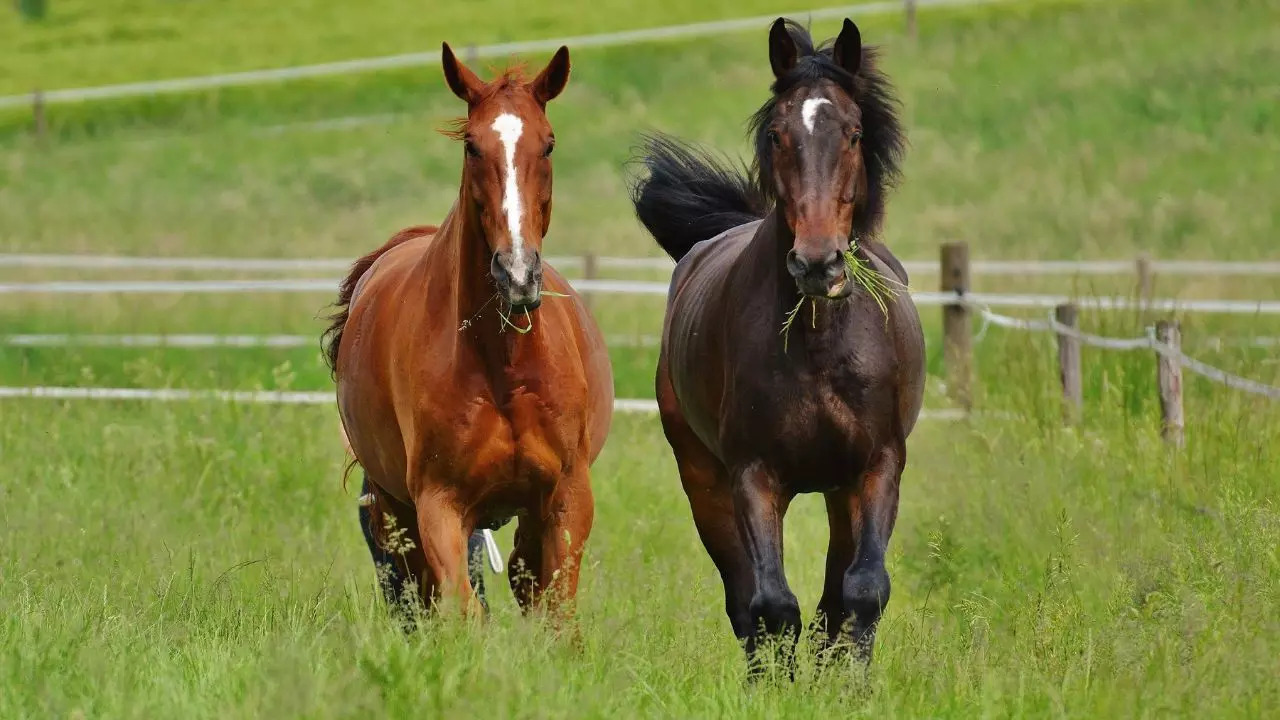 Horses understand human emotions: how they recognize joy and sadness