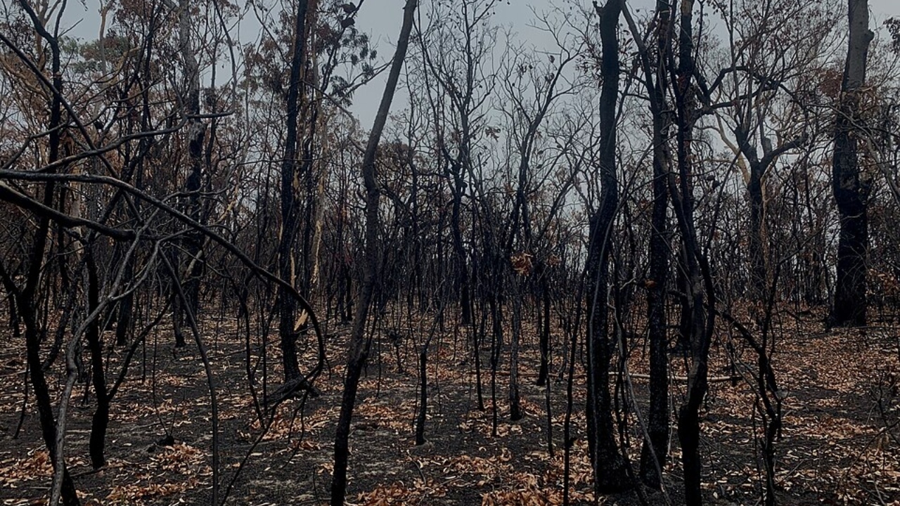 forest fire