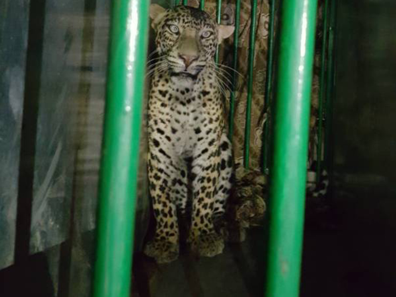 leopard-allahabad