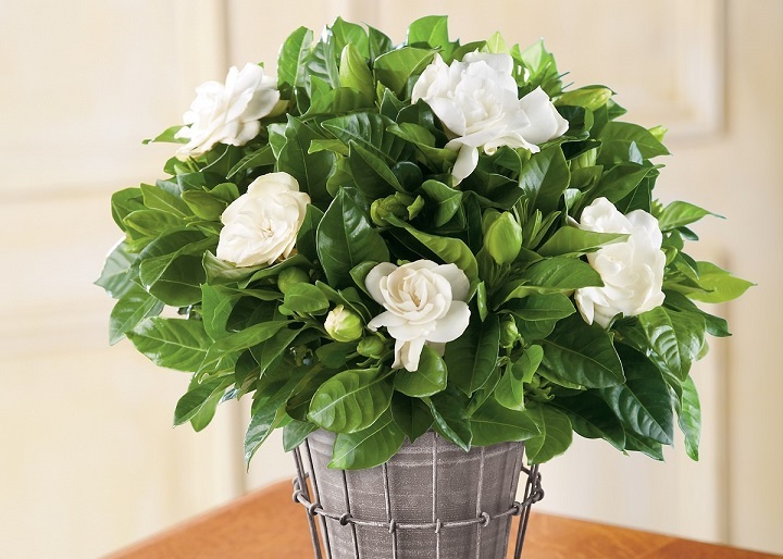 gardenia-in-pots-2