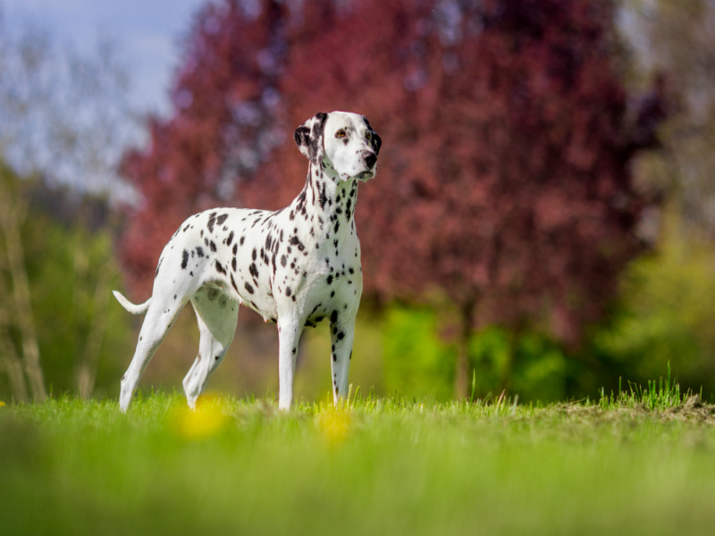 8-popular-dog-breeds-in-india