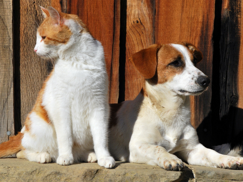 Cats vs. dogs: Who is a better pet?