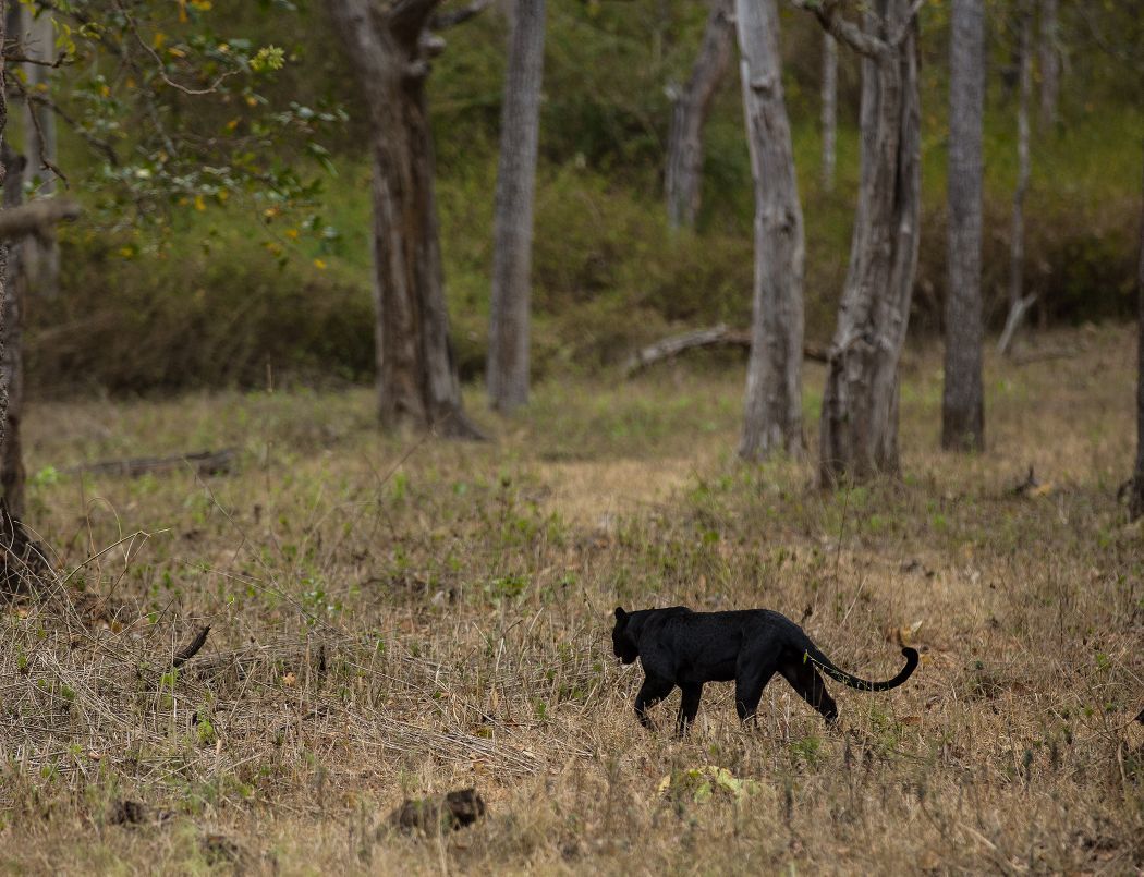  black  panther  Photographer couple gets rare black  panther  