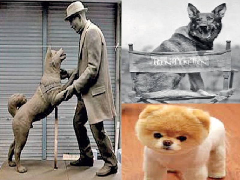 Famous dogs of all times!