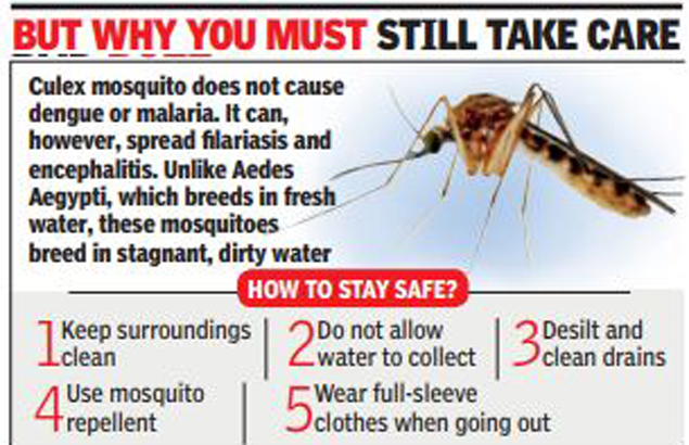 mosquito menace: Sting op: ‘Harmless’ mosquitoes bug Delhi | Delhi News ...