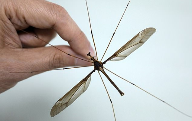 Giant Mosquito With 11 15cm Wingspan Found In China Times Of India