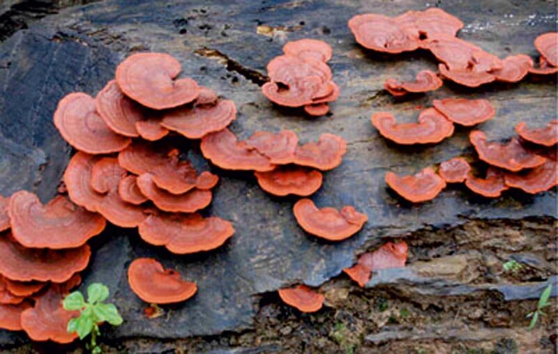 60 mushroom species documented at Yenepoya campus - Times of India
