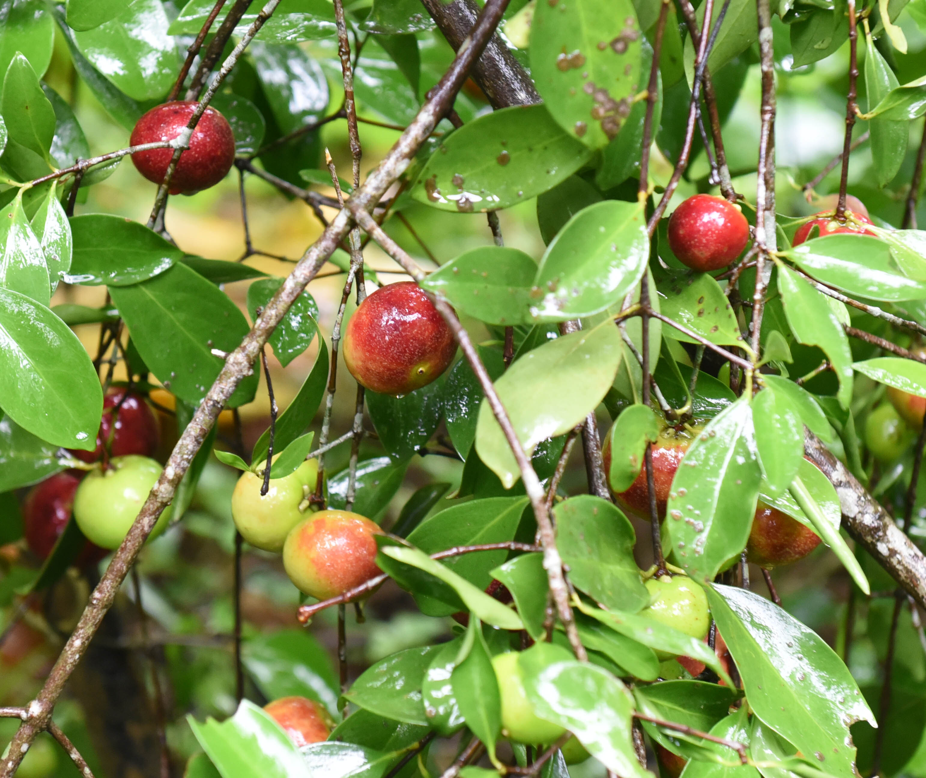 valley of fruits: Anish, Manish and their valley of fruits | Kochi News ...