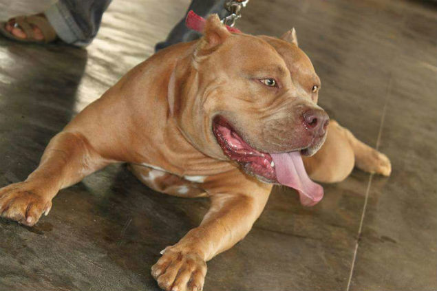 American Pitbull Delivers 21 Puppies In Bengaluru Bengaluru News Times Of India