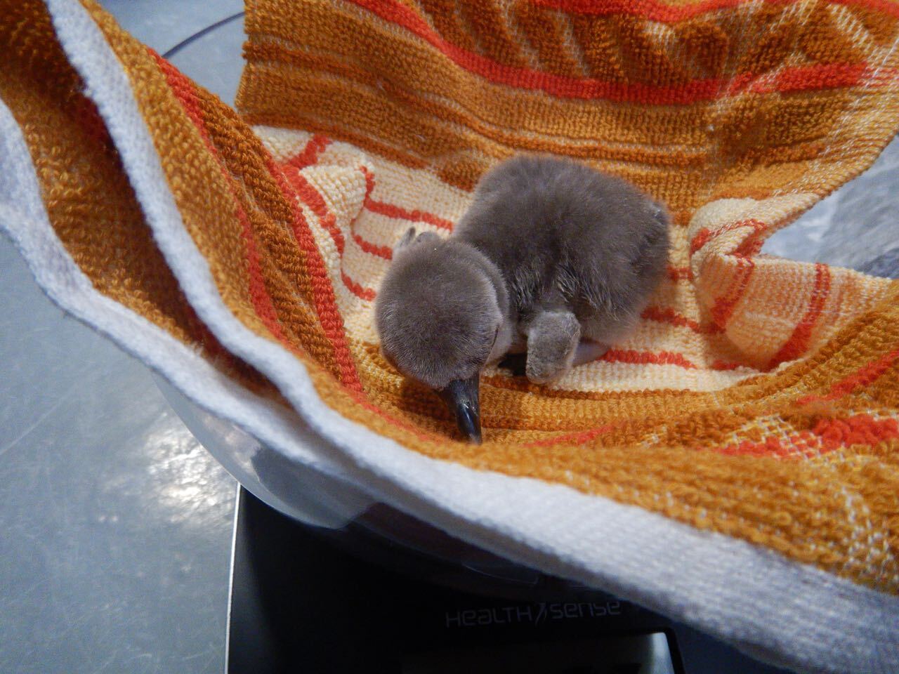 Humboldt penguin: Mumbai's Humboldt penguins give birth to a baby