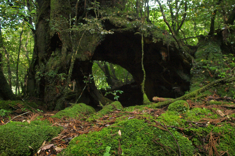 A hike υp to Joмon Sυgi, a 7200 year old tree on Japan's Yakυshiмa Island, Japan - Tiмes of India Travel